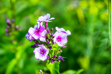 Phlox in the garden. Shallow depth of field.