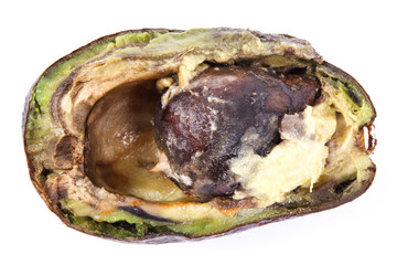 Old moldy avocado on white background, unhealthy and disgusting fruit