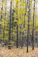 autumn landscape. forest trees with yellow foliage and fallen leaves