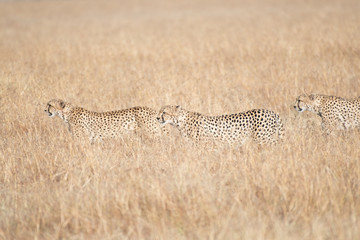 Cheetah in Masai Mara, Kenya.