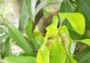 red ant climbing on nest mango leaf in garden