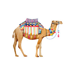 Watercolor camel illustration