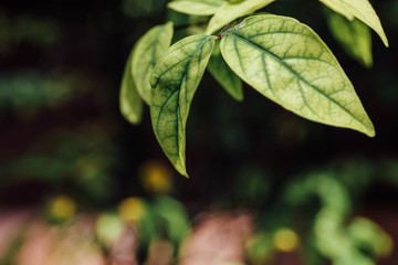 close up shot green leaves background