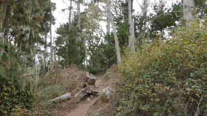 Point Lobos State Natural Reserve, Carmel California USA