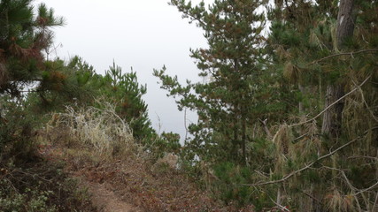 Point Lobos State Natural Reserve, Carmel California USA