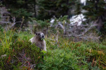 Large Marmot eating grass. Taken in Garibaldi Provincial Park, BC, Canada.