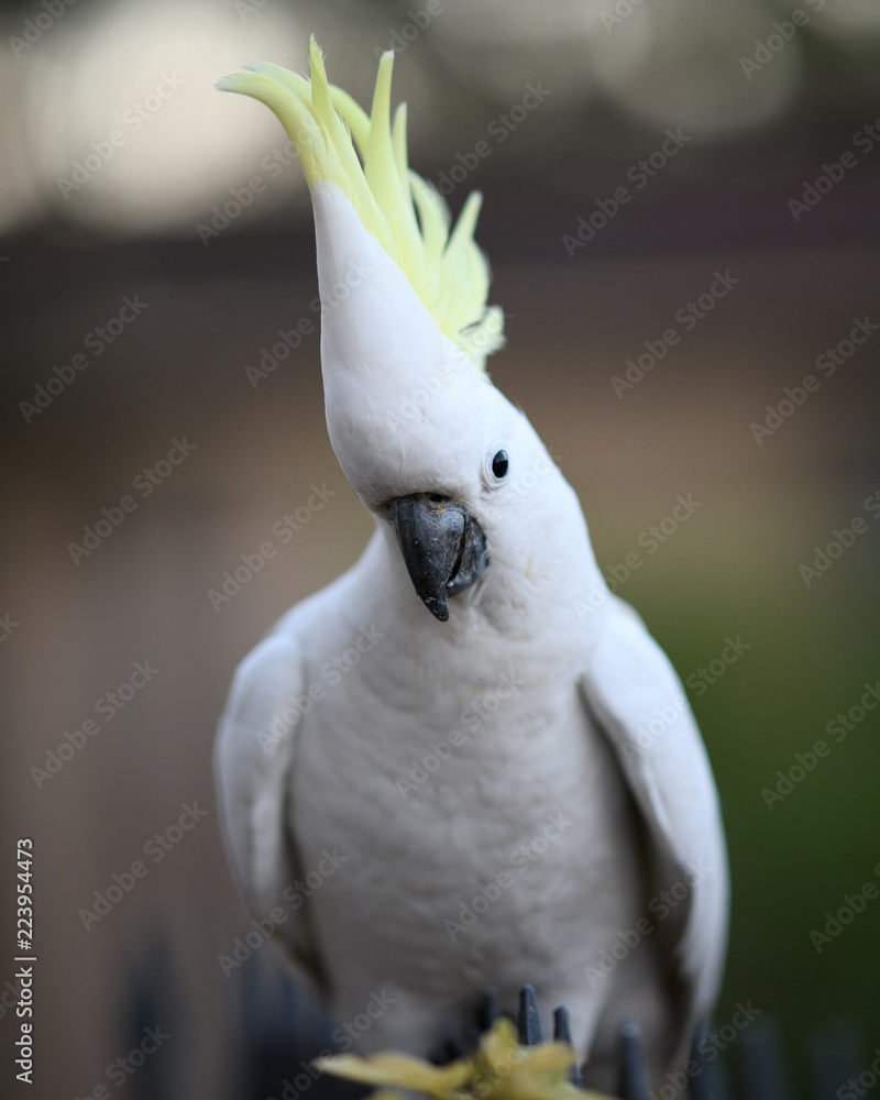 Wall mural cockatoo