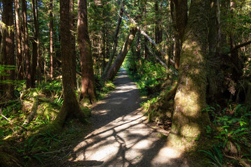 Beautiful path in the woods. Taken in Cape Scott Provincial Park, Northern Vancouver Island, BC, Canada.