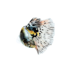 Guppy fish isolated on white background (Poecilia reticulata)