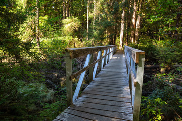 Beautiful path in the woods. Taken in Cape Scott Provincial Park, Northern Vancouver Island, BC, Canada.