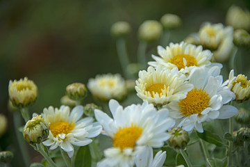 camomiles on a green background