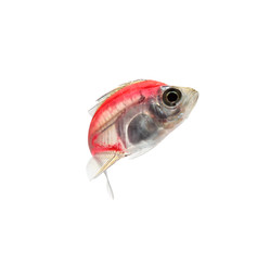  Aquarium fish, colorful fish isolate on white (Siames glassfish )