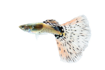 Guppy fish isolated on white background (Poecilia reticulata)