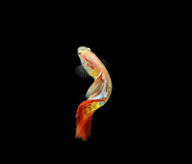 Fototapeta premium Guppy fish isolated on black background (Poecilia reticulata)