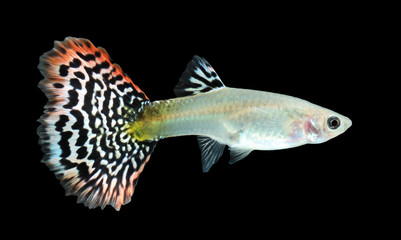 Guppy fish isolated on black background (Poecilia reticulata)