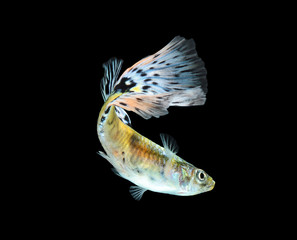 Guppy fish isolated on black background (Poecilia reticulata)