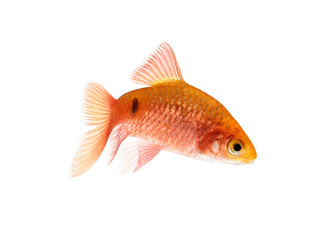 Fototapeta premium Aquarium fish, Rosy Barb ( Puntius conchonius)