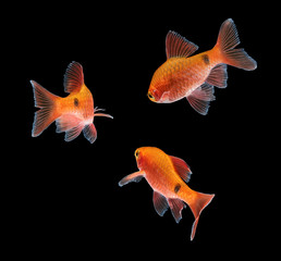 Aquarium fish, Rosy Barb ( Puntius conchonius)