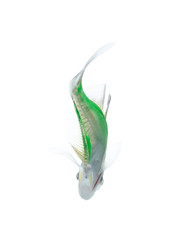  Aquarium fish, colorful fish isolate on white (Siames glassfish )