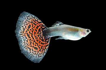 Fototapeta premium Guppy fish isolated on black background (Poecilia reticulata)