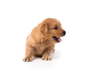Cute Golden Retriever Puppy isolate on white background.