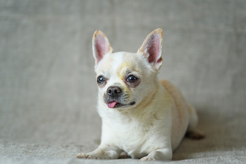 portrait of a chihuahua on a gray background