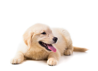 Cute Golden Retriever Puppy isolate on white background.