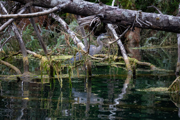 Great Blue Heron sitting between the tree branches. Taken in Northern Vancouver Island, BC, Canada.