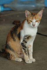 Fototapeta na wymiar Thaicat in my home