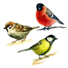 Watercolor illustration, set. Forest animals, sparrow, bullfinch, bluebird.