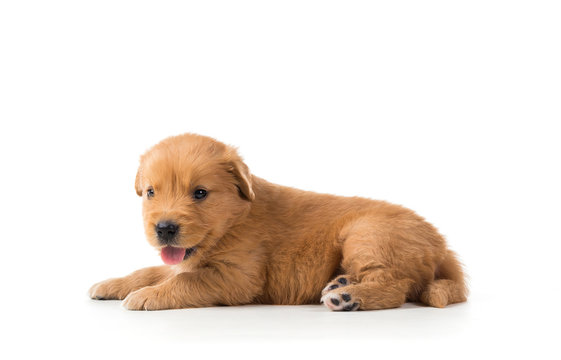 Cute Golden Retriever Puppy Isolate On White Background.