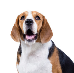 beagle dog isolated on white background