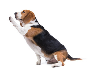 beagle dog isolated on white background