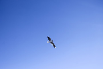 bird flying high and free in blue sky in atacama desert