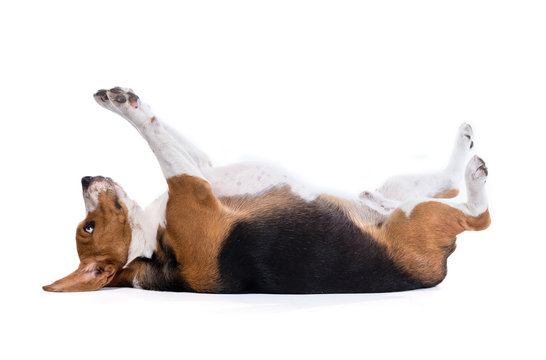 beagle dog isolated on white background