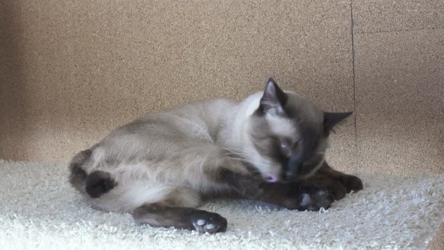 Young cat, kitten, Siam oriental group, Mekong bobtail washes