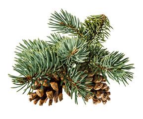 Green fir branch on white background with clipping pass