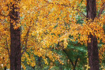 Autumn yellow trees nature scene in autumnal park