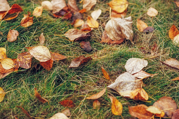 Autumn yellow foliage on green grass in autumnal park