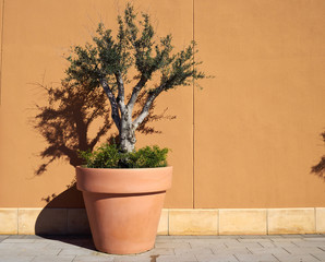 Decorative olive tree in a planter pot