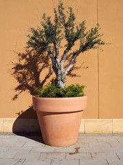 Decorative olive tree in a planter pot