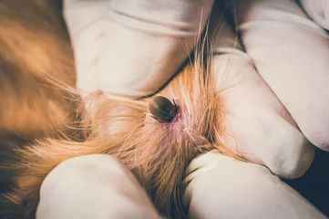 Crédence de cuisine en verre imprimé Chien Veterinarian doctor removing a tick from the dog