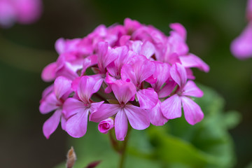 Fototapeta premium Flowers