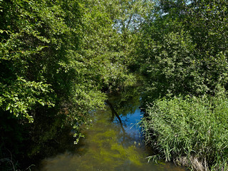 Small beautiful brook stream in a forest