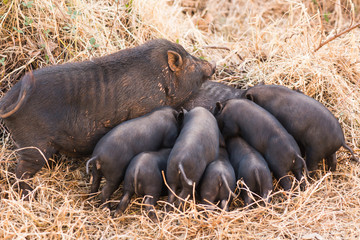 A wild pig feeds piglets. Piglets of wild boar drink milk from their mother.