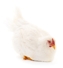 White hen isolated.