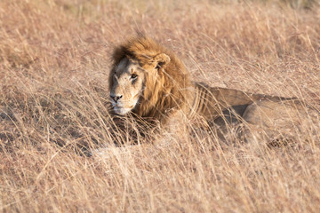 Male lion in Masai Mara, Kenya.