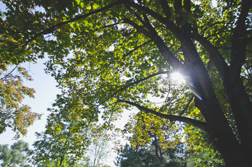 The sunlight shining through the green trees of the local park. 