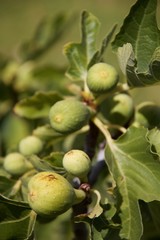 figs on tree