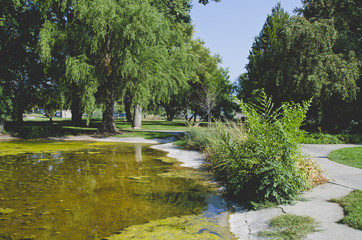The mossy and green pond in the green park under the overgrown trees and summer sun. 
